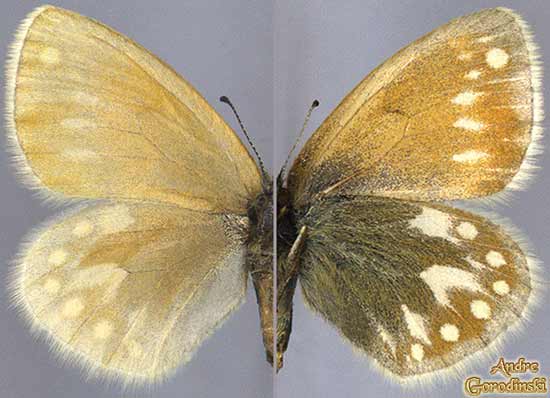 http://www.gorodinski.ru/satyridae/Coenonympha semenovi s.str..jpg